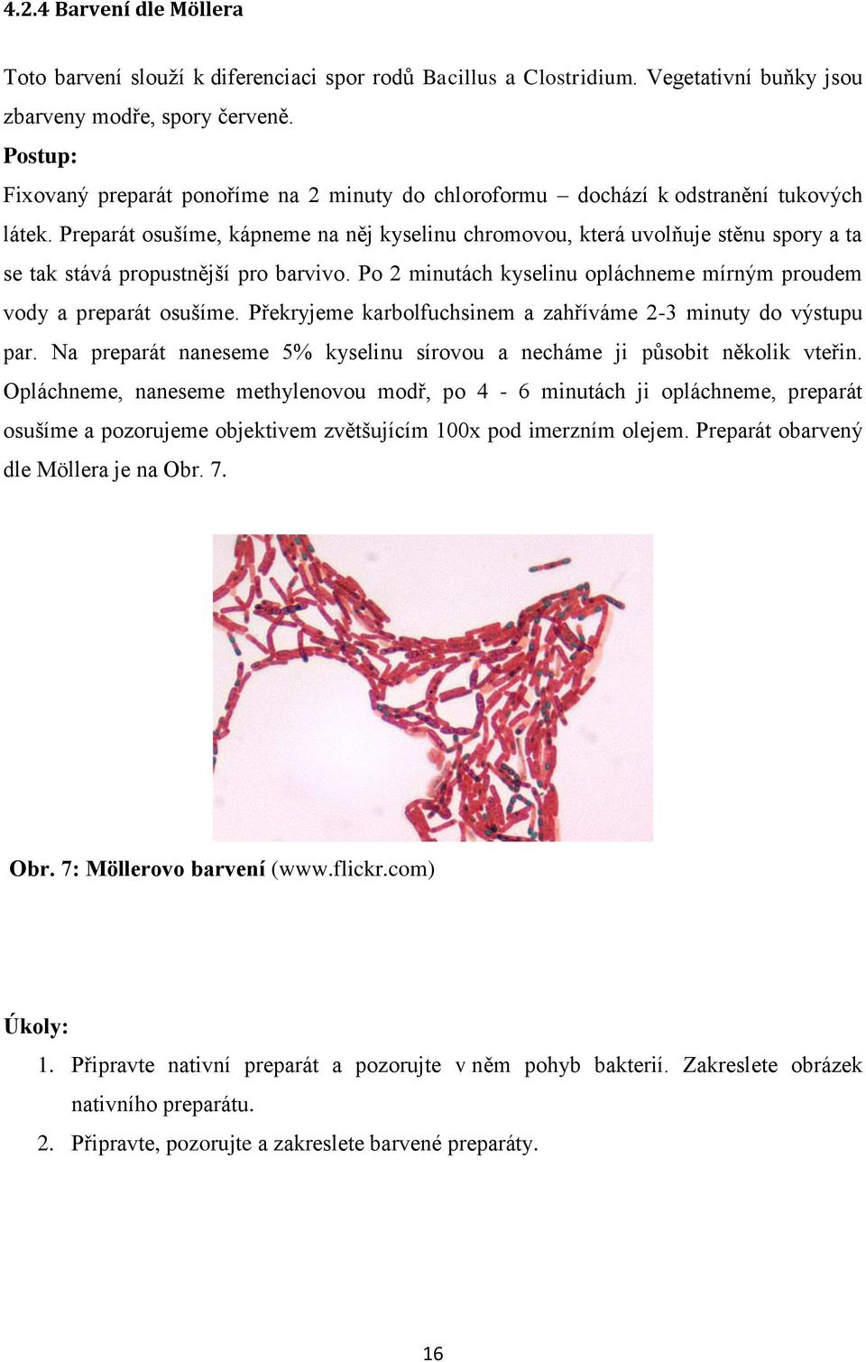 Preparát osušíme, kápneme na něj kyselinu chromovou, která uvolňuje stěnu spory a ta se tak stává propustnější pro barvivo. Po 2 minutách kyselinu opláchneme mírným proudem vody a preparát osušíme.