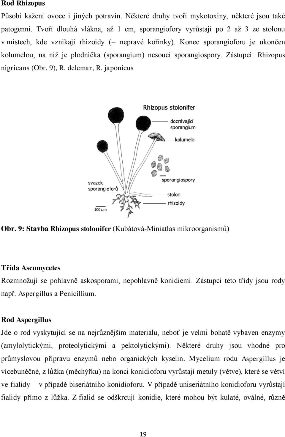 Konec sporangioforu je ukončen kolumelou, na níž je plodnička (sporangium) nesoucí sporangiospory. Zástupci: Rhizopus nigricans (Obr. 9), R. delemar, R. japonicus Obr.