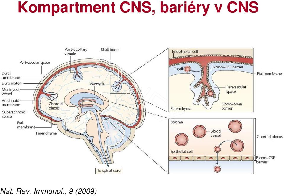 CNS Nat. Rev.