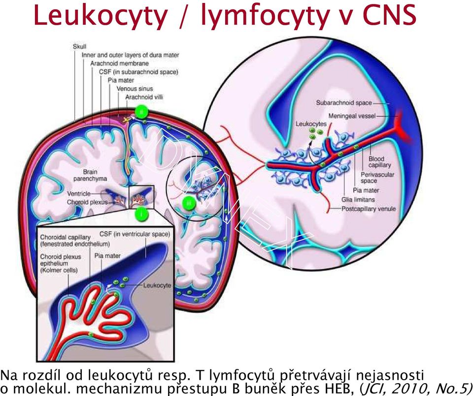 T lymfocytů přetrvávají nejasnosti o