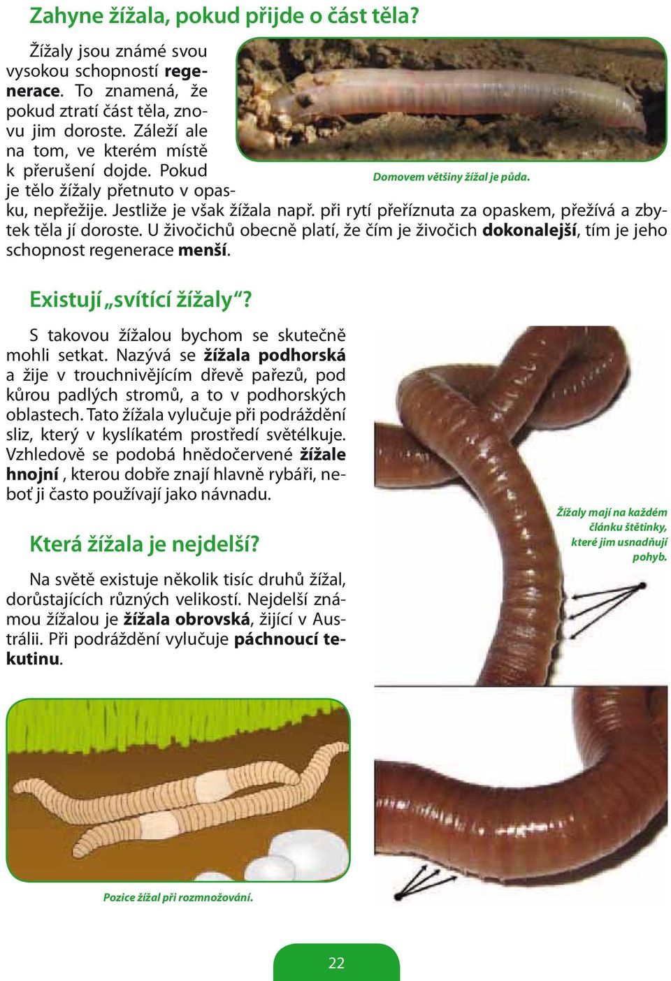 při rytí přeříznuta za opaskem, přežívá a zbytek těla jí doroste. U živočichů obecně platí, že čím je živočich dokonalejší, tím je jeho schopnost regenerace menší. Existují svítící žížaly?