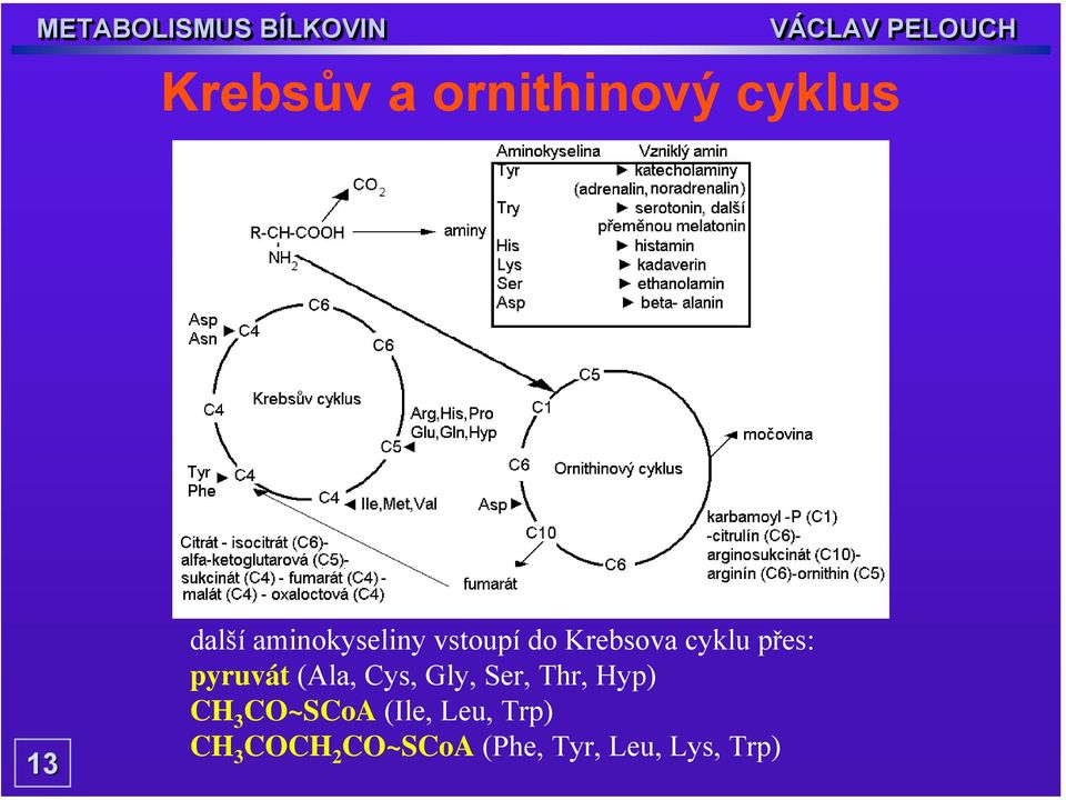 pyruvát (Ala, Cys, Gly, Ser, Thr, Hyp) CH 3