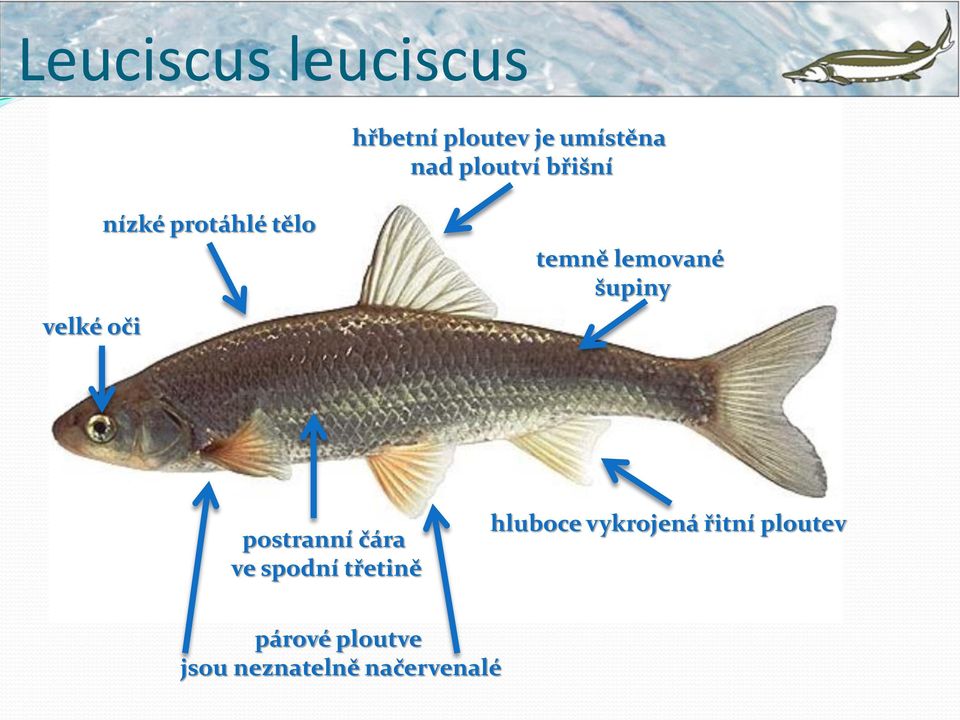 lemované šupiny postranní čára ve spodní třetině hluboce