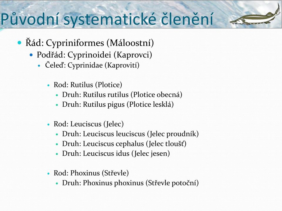 (Plotice lesklá) Rod: Leuciscus (Jelec) Druh: Leuciscus leuciscus (Jelec proudník) Druh: Leuciscus