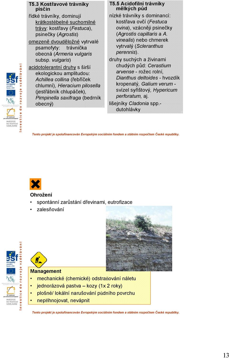 vulgaris) acidotolerantní druhy s širší ekologickou amplitudou: Achillea collina (řebříček chlumní), Hieracium pilosella (jestřábník chlupáček), Pimpinella saxifraga (bedrník obecný) T5.