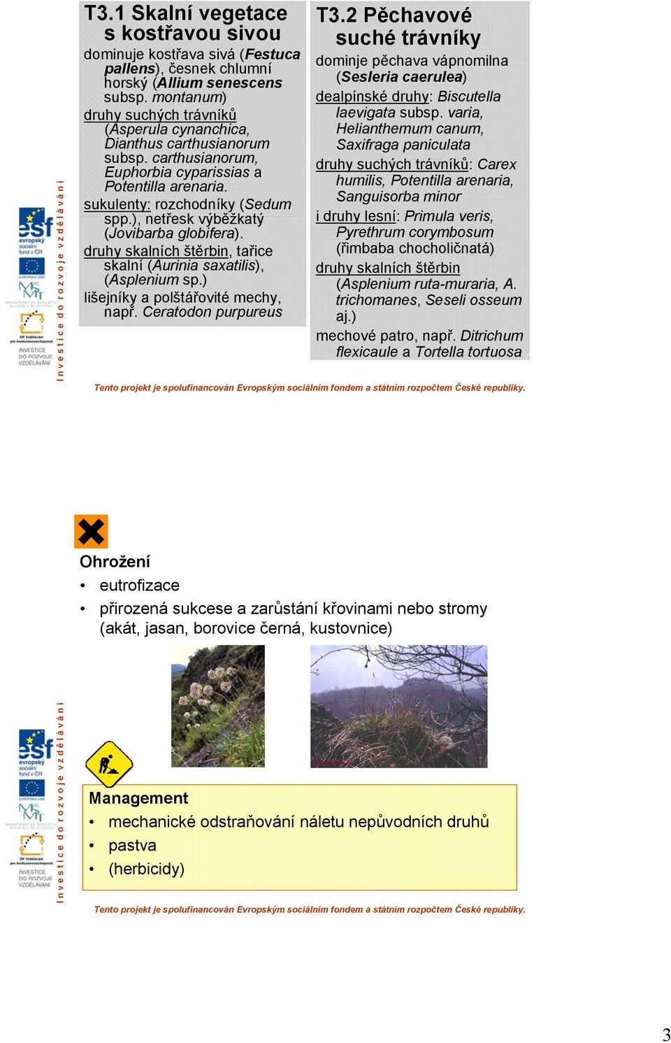 ), netřesk výběžkatý (Jovibarba globifera). druhy skalních štěrbin, tařice skalní (Aurinia saxatilis), (Asplenium sp.) lišejníky a polštářovité mechy, např. Ceratodon purpureus T3.