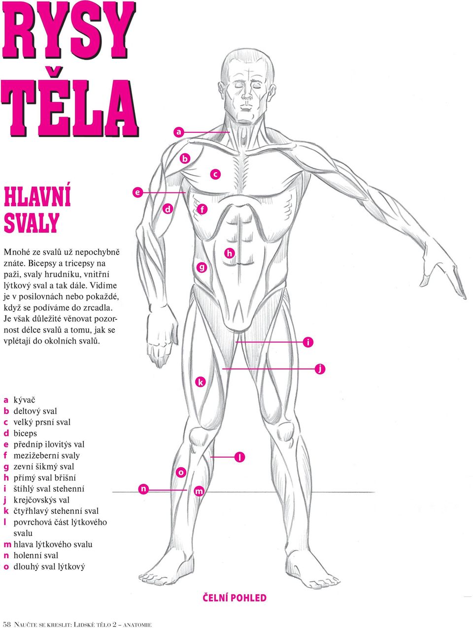 g h i j k a kývač b deltový sval c velký prsní sval d biceps e předníp ilovitýs val f mezižeberní svaly g zevní šikmý sval h přímý sval břišní i štíhlý sval stehenní j