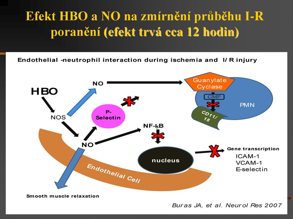 Selectin NF-ķB Guanylate Cyclase CD11/ 18 GMP PMN NO Endothelial Cell nucleus Gene t