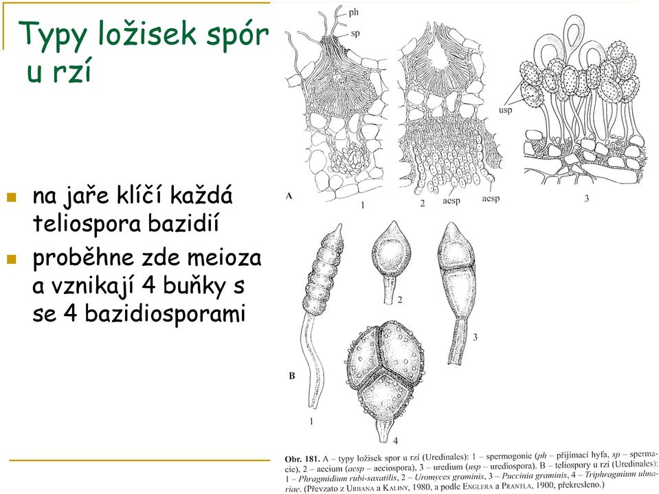 bazidií proběhne zde meioza a