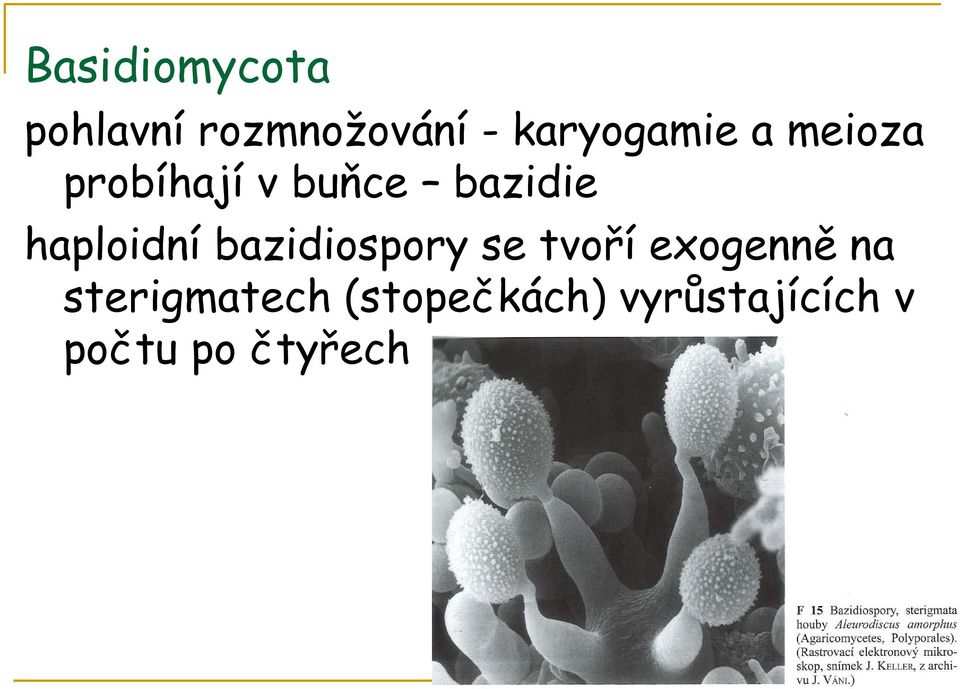 haploidní bazidiospory se tvoří exogenně na