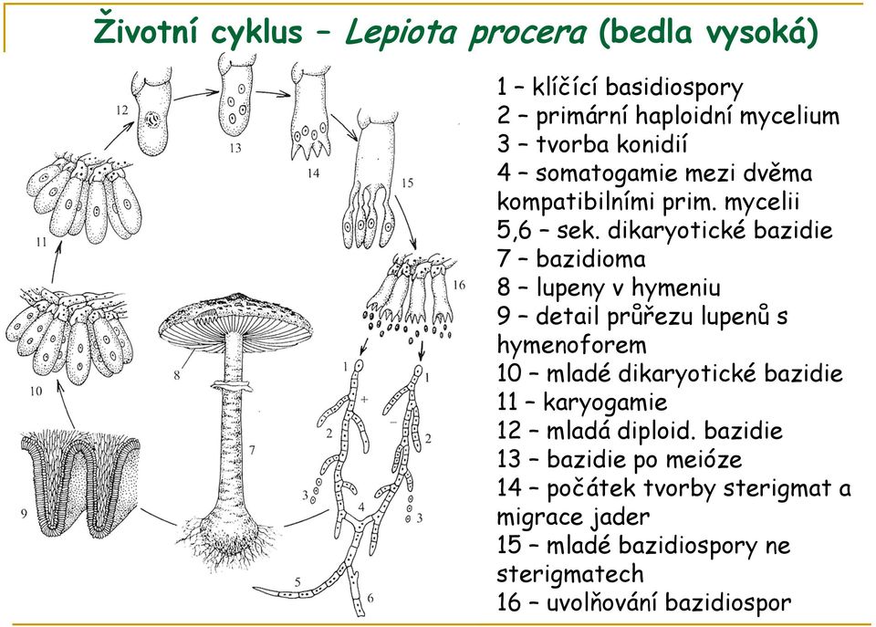 dikaryotické bazidie 7 bazidioma 8 lupeny v hymeniu 9 detail průřezu lupenů s hymenoforem 10 mladé dikaryotické