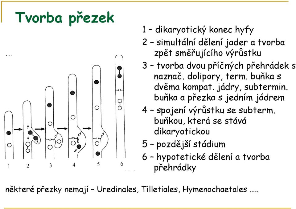 buňka a přezka s jedním jádrem 4 spojení výrůstku se subterm.