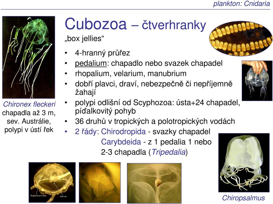 rhopalium, velarium, manubrium dobří plavci, draví, nebezpečněči nepříjemně žahají polypi odlišní od Scyphozoa: ústa+24
