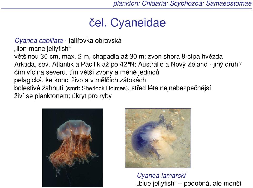 2 m, chapadla až 30 m; zvon shora 8-cípá hvězda Arktida, sev. Atlantik a Pacifik až po 42 N; Austrálie a Nový Zéland - jiný druh?