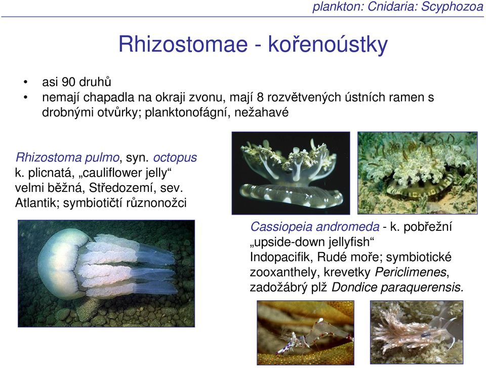 plicnatá, cauliflower jelly velmi běžná, Středozemí, sev. Atlantik; symbiotičtí různonožci Cassiopeia andromeda - k.