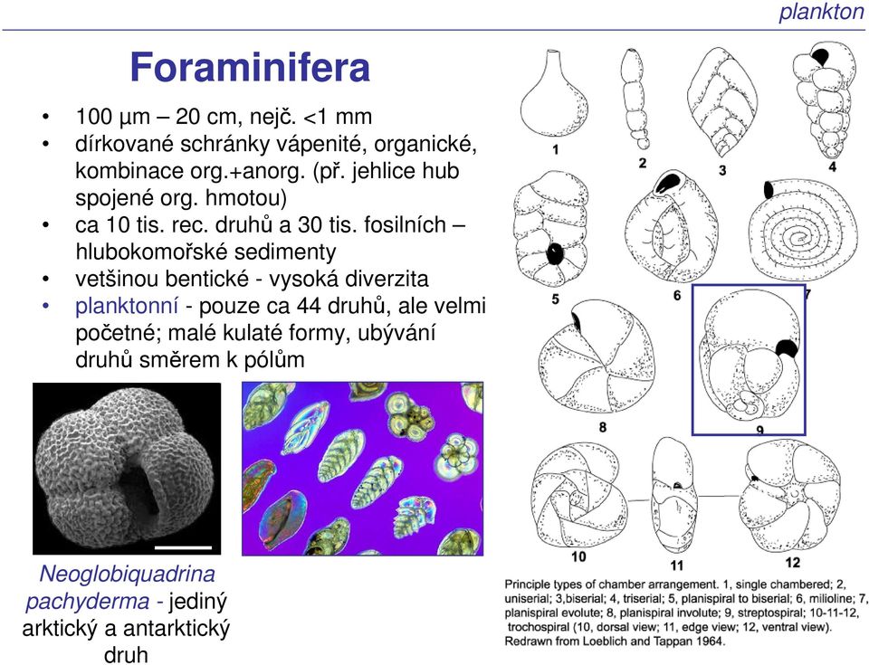 fosilních hlubokomořské sedimenty vetšinou bentické - vysoká diverzita planktonní - pouze ca 44 druhů,