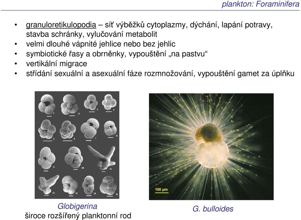 symbiotickéřasy a obrněnky, vypouštění na pastvu vertikální migrace střídání sexuální a