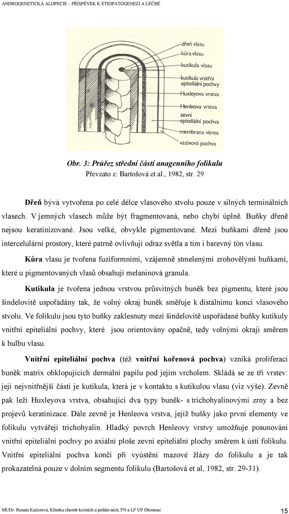 Mezi buňkami dřeně jsou intercelulární prostory, které patrně ovlivňují odraz světla a tím i barevný tón vlasu.