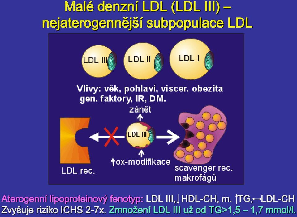 fenotyp: LDL III, HDL-, m.