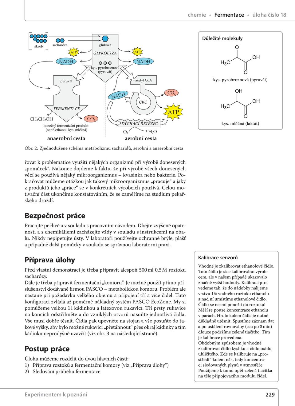 2: Zjednodušené schéma metabolizmu sacharidů, aerobní a anaerobní cesta řovat k problematice využití nějakých organizmů při výrobě donesených pomůcek.
