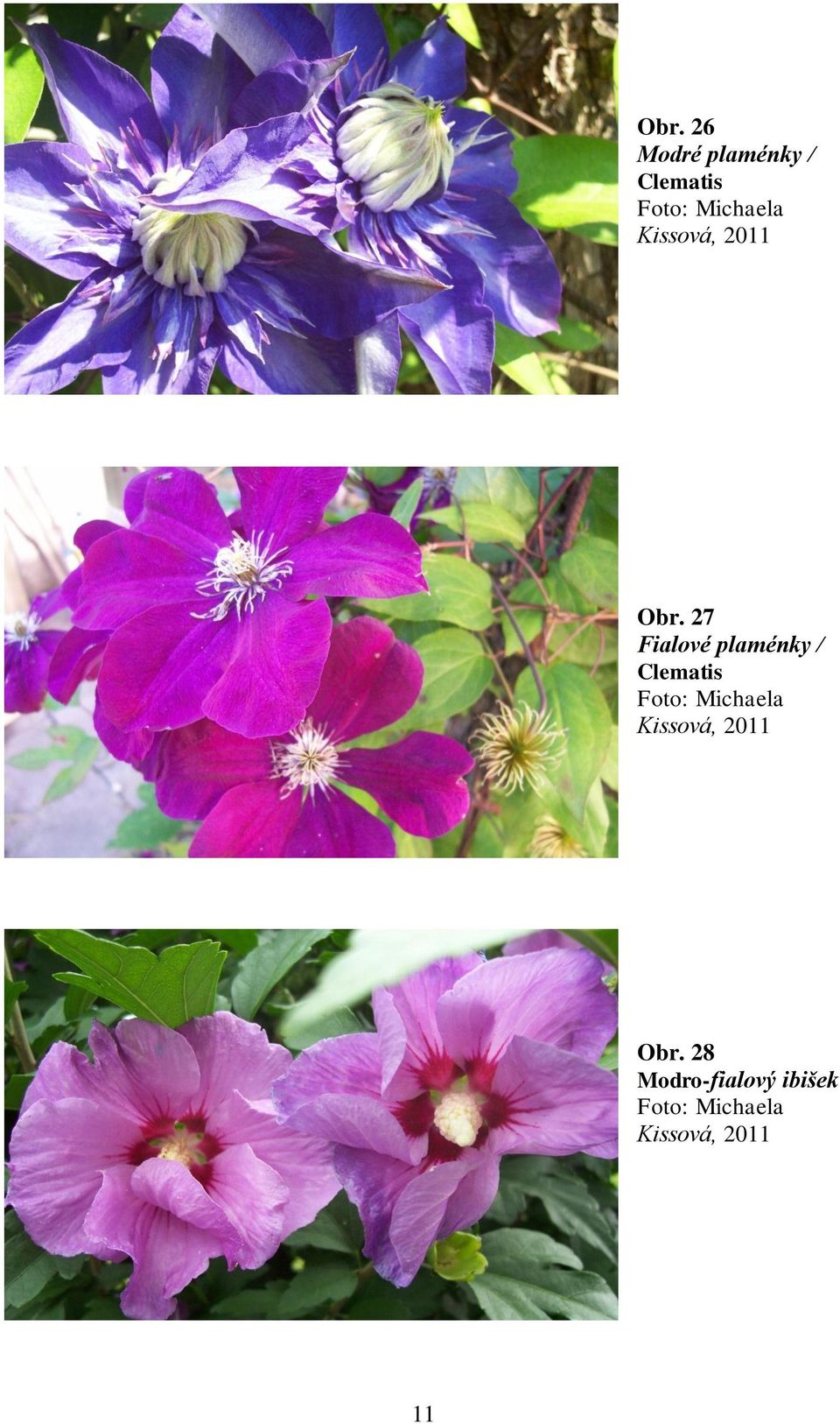 27 Fialové plaménky / Clematis  28