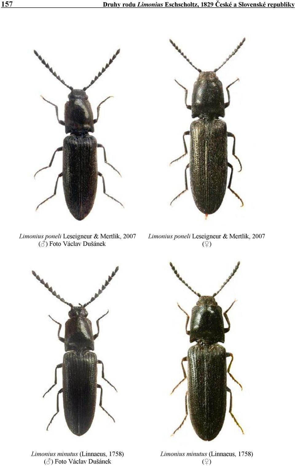 Limonius poneli Leseigneur & Mertlik, 2007 ( ) Limonius minutus
