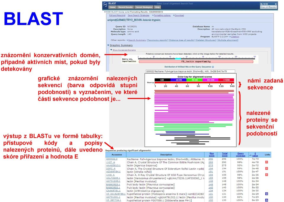 .. výstup z BLASTu ve formě tabulky: přístupové kódy a popisy nalezených proteinů, dále uvedeno skóre přiřazení a hodnota