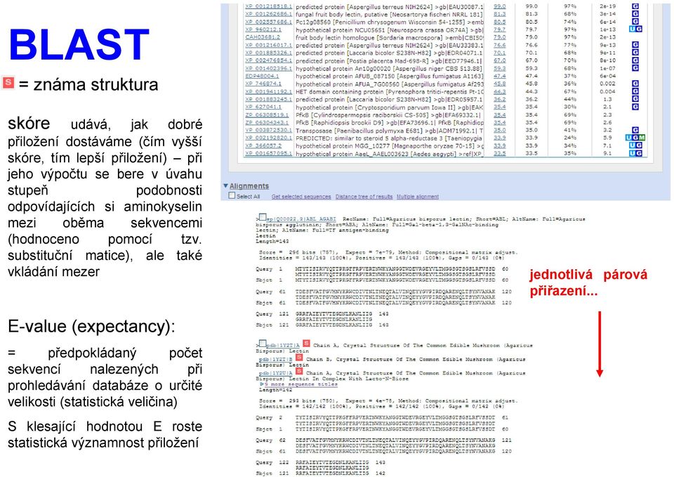 substituční matice), ale také vkládání mezer E-value (expectancy): = předpokládaný počet sekvencí nalezených při prohledávání databáze o určité