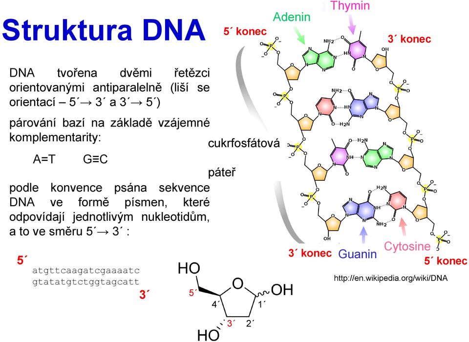 konvence psána sekvence DNA ve formě písmen, které odpovídají jednotlivým nukleotidům, a to ve směru 5 3 : 5