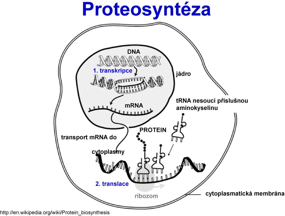 aminokyselinu PROTEIN transport mrna do cytoplasmy 2.
