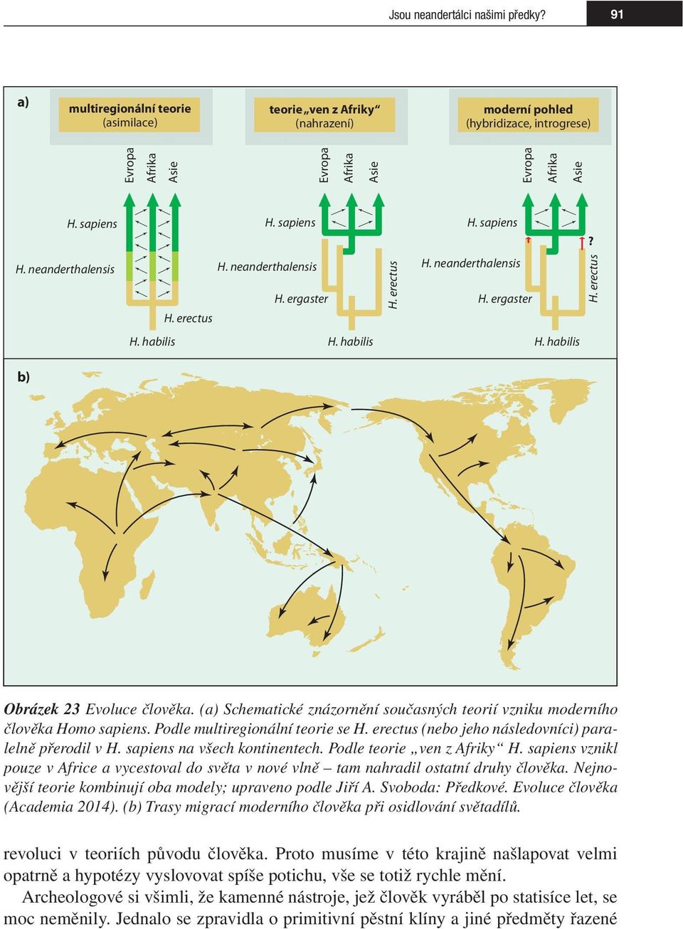 neanderthalensis H. neanderthalensis H. erectus H. habilis H. habilis H. habilis b) H. erectus H. ergaster H. ergaster H. erectus Obrázek 23 Evoluce člověka.