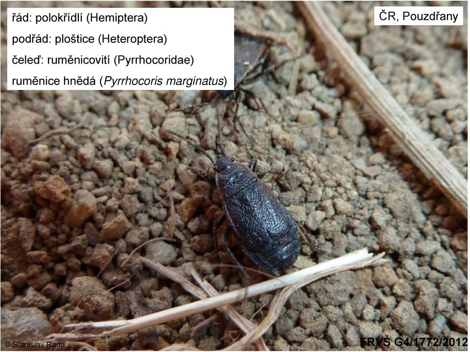 (Pyrrhocoridae) ruměnice hnědá