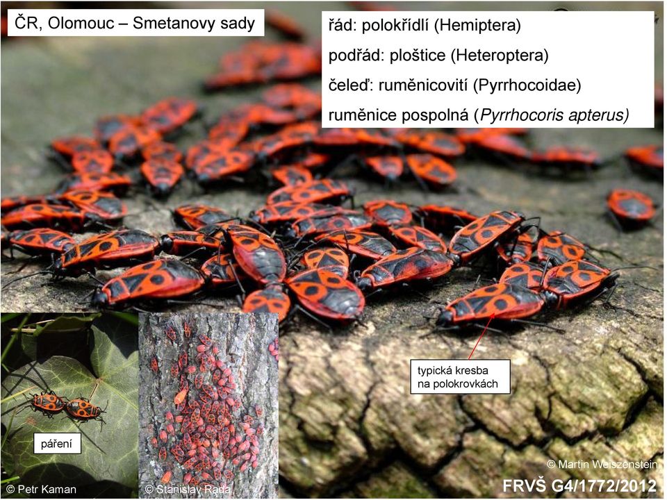 ruměnice pospolná (Pyrrhocoris apterus) typická kresba na