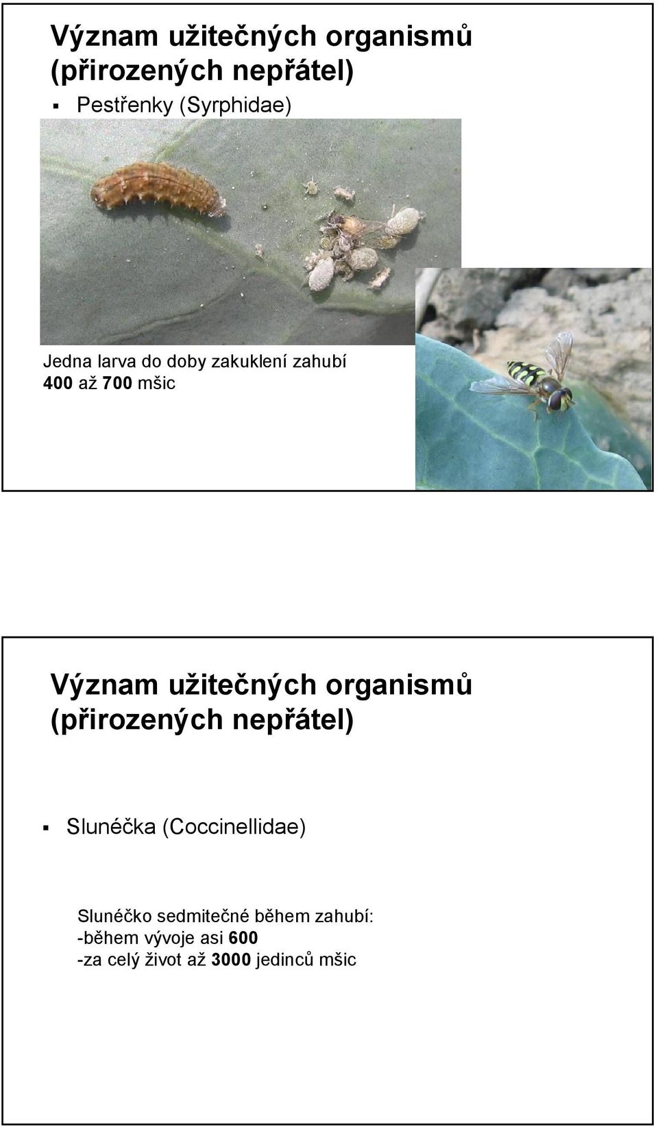 organismů (přirozených nepřátel) Slunéčka (Coccinellidae) Slunéčko