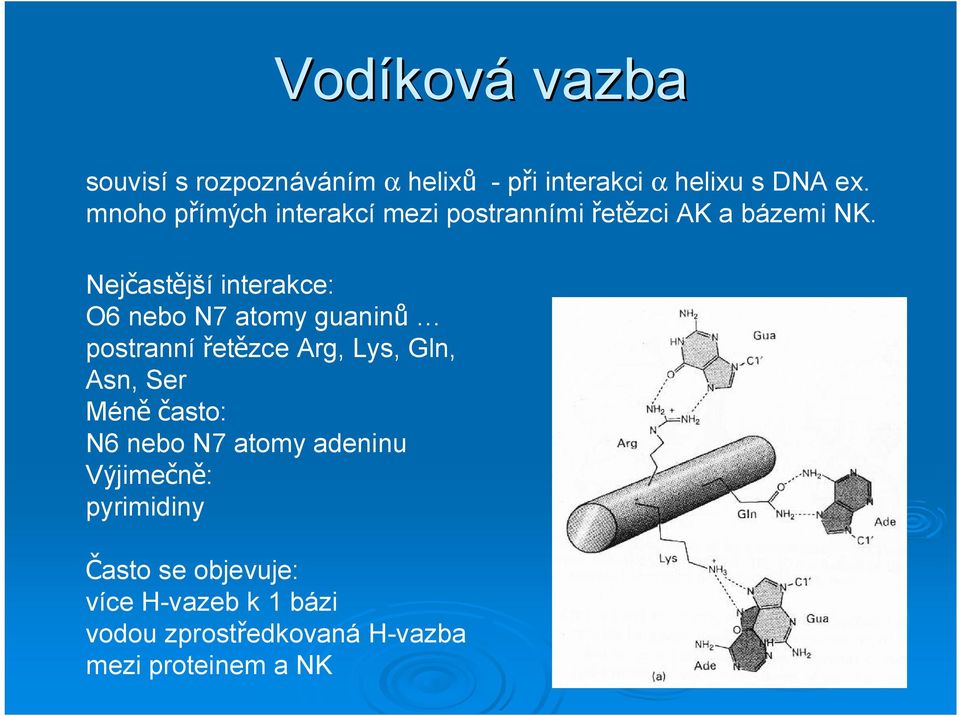 Nej ast jší interakce: O6 nebo N7 atomy guanin postranní et zce Arg, Lys, Gln, Asn, Ser Mén