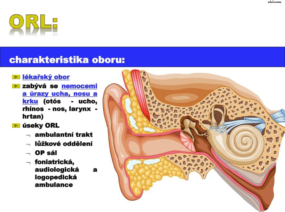 nos, larynx - hrtan) úseky ORL ambulantní trakt lůžkové