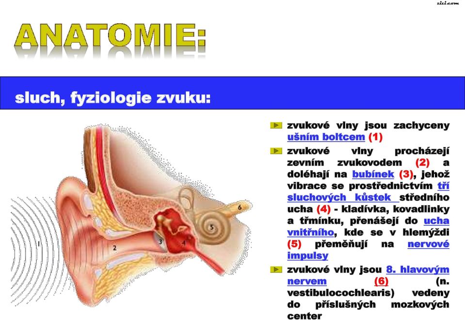 (4) - kladívka, kovadlinky a třmínku, přenášejí do ucha vnitřního, kde se v hlemýždi (5) přeměňují na nervové