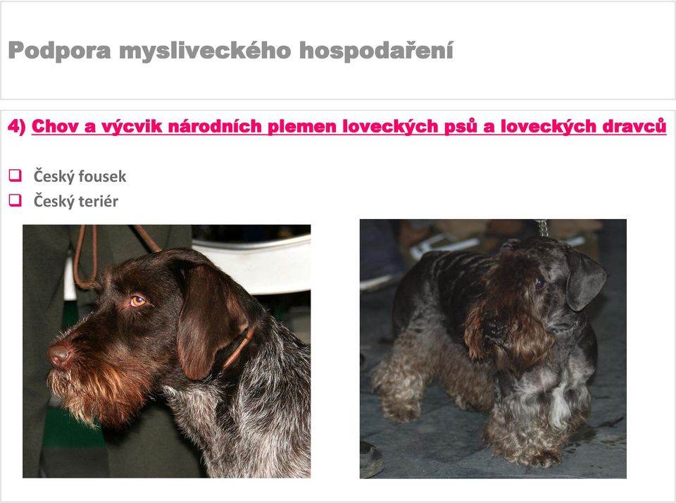 loveckých psů a