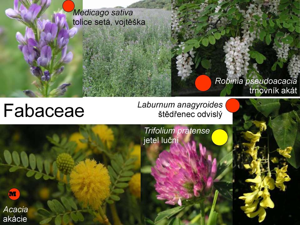 odvislý Robinia pseudoacacia trnovník