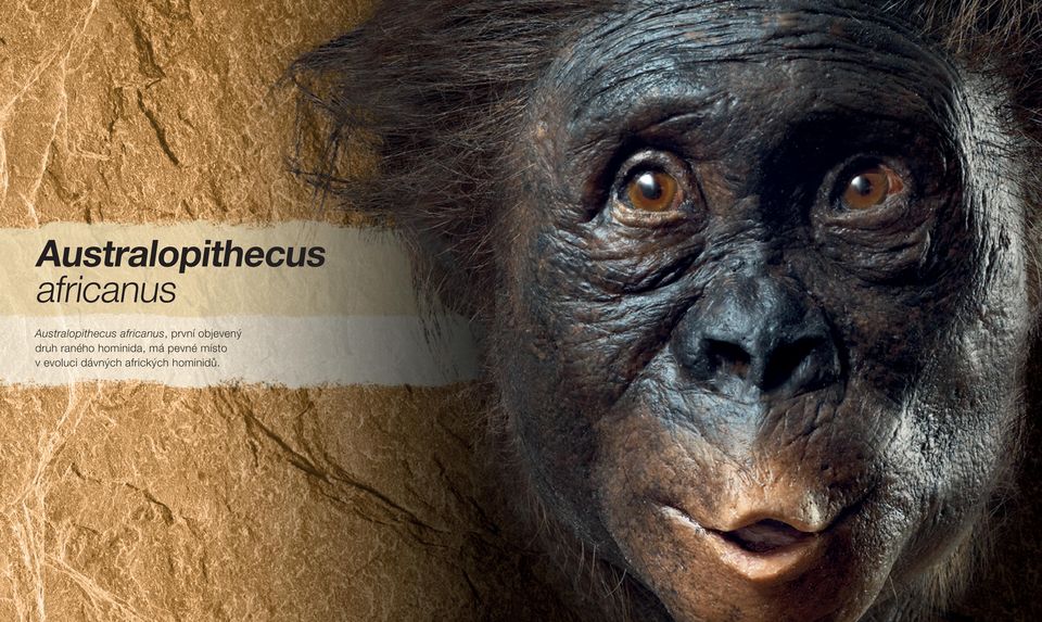 hominida, má pevné místo v evoluci