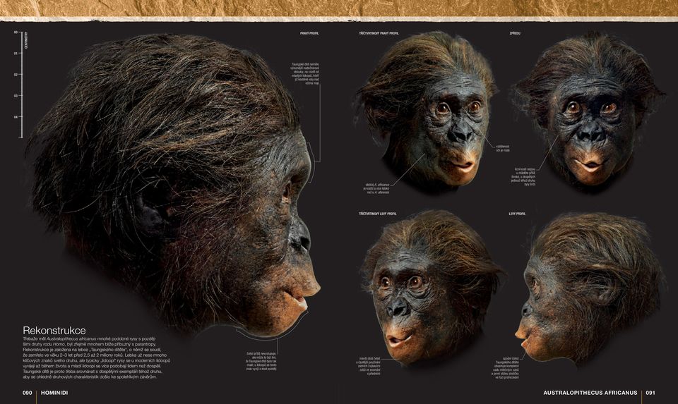 afarensis lícní kosti nejsou u mláděte příliš široké, u dospělých jedinců téhož druhu byly širší TŘÍČTVRTINOVÝ LEVÝ PROFIL LEVÝ PROFIL Rekonstrukce Třebaže měl Australopithecus africanus mnohé