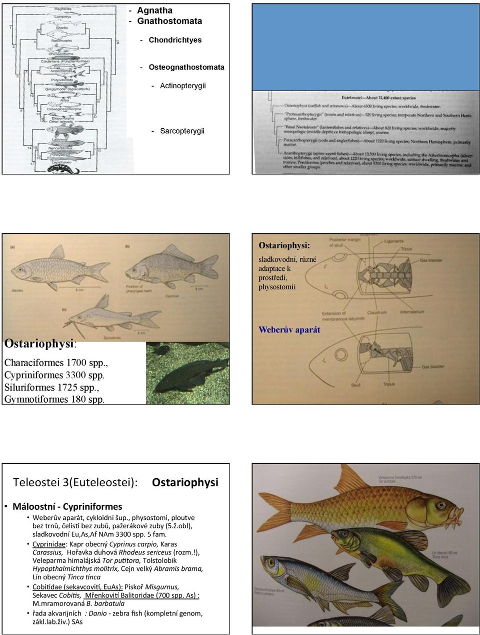 ,(physostomi,(ploutve( bez(trnů,(čelisd(bez(zubů,(pažerákové(zuby((5.ž.obl),( sladkovodní(eu,as,af(nam(3300(spp.(5(fam.