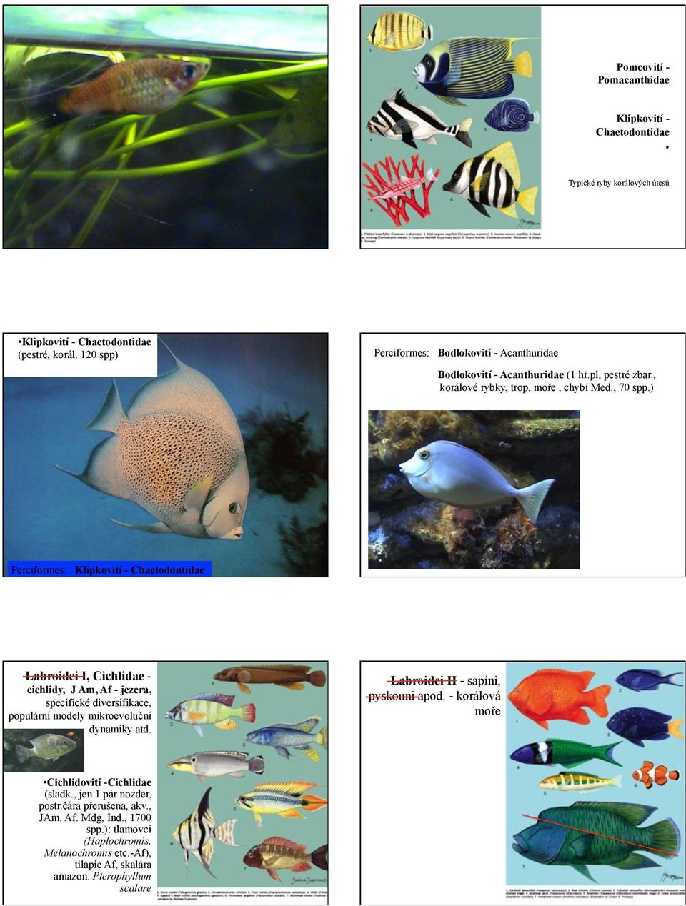 ) Perciformes: Klipkovití - Chaetodontidae Labroidei I, Cichlidae - cichlidy, J Am, Af - jezera, specifické diversifikace, populární modely mikroevoluční dynamiky atd.