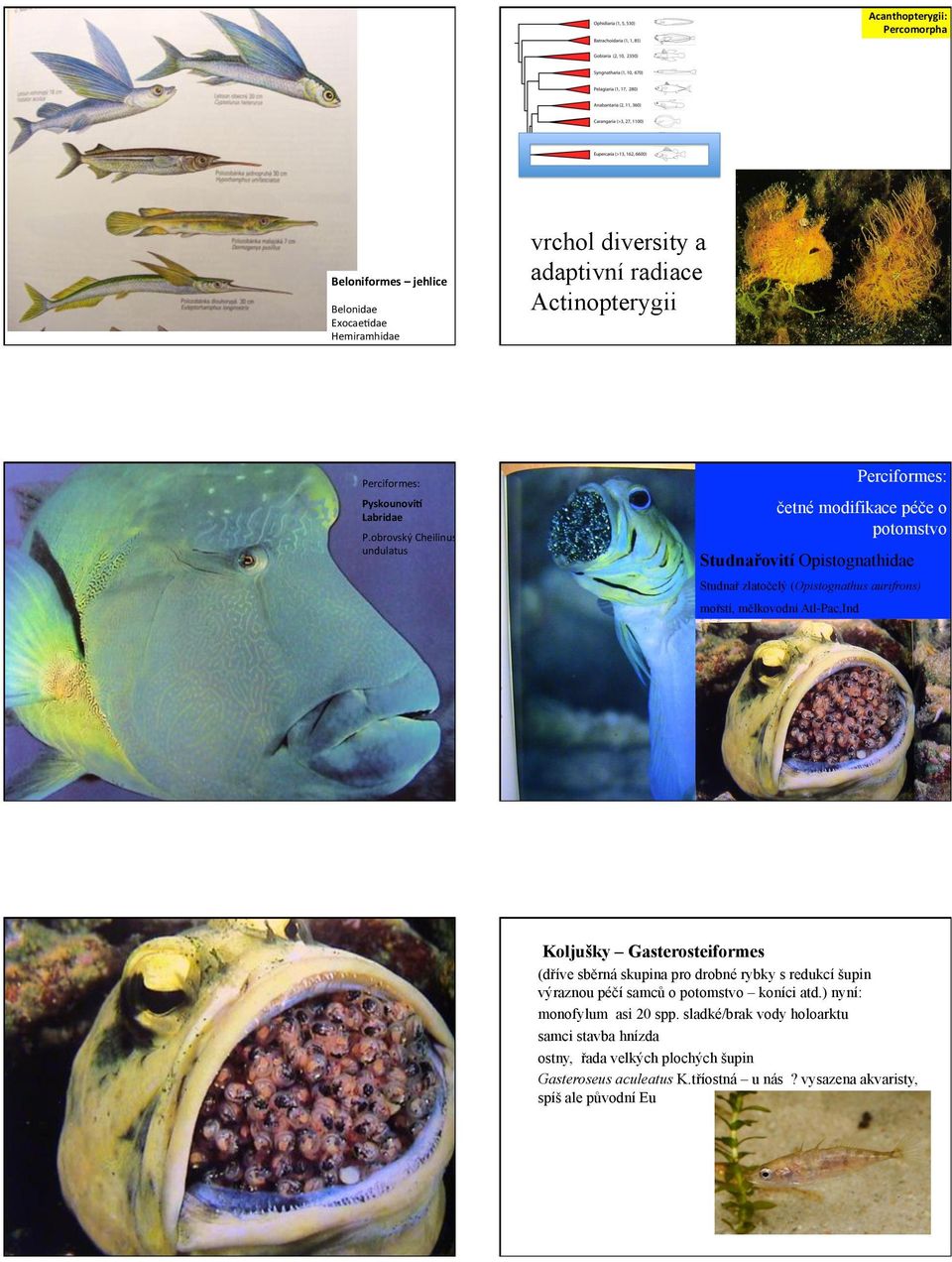 obrovský(Cheilinus( undulatus( Perciformes: četné modifikace péče o potomstvo Studnařovití Opistognathidae Studnař zlatočelý (Opistognathus aurifrons) mořstí, mělkovodní