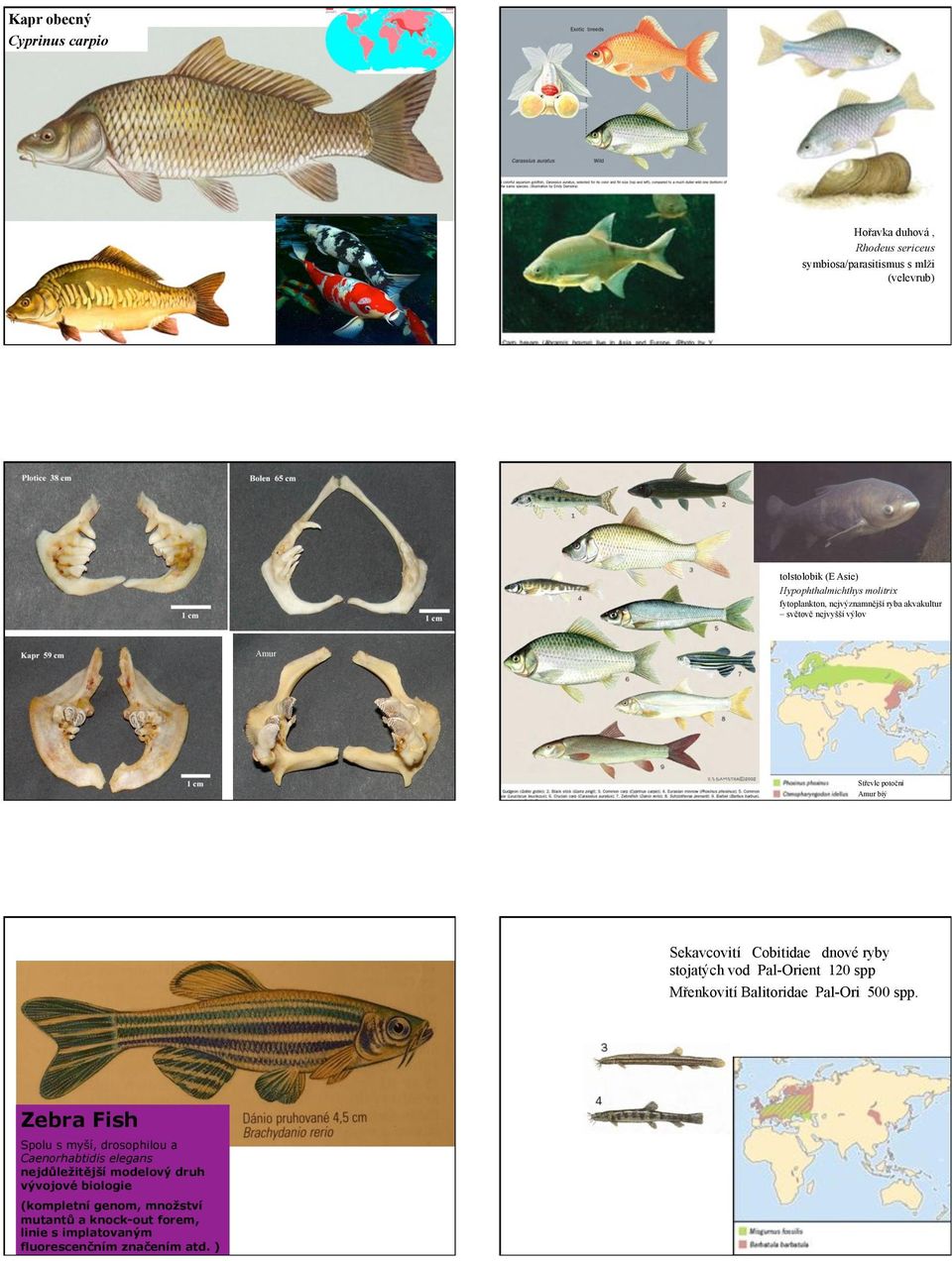 stojatých vod Pal-Orient 120 spp Mřenkovití Balitoridae Pal-Ori 500 spp.