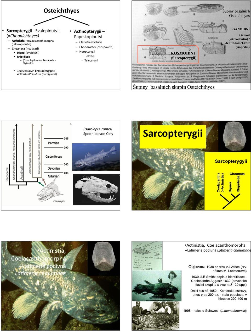 (vitreodentin) / dentin/lamel.kost (isopedin) Tradiční)taxon)Crossopterygii)=) Ac3nista+Rhipidista)(parafylum!