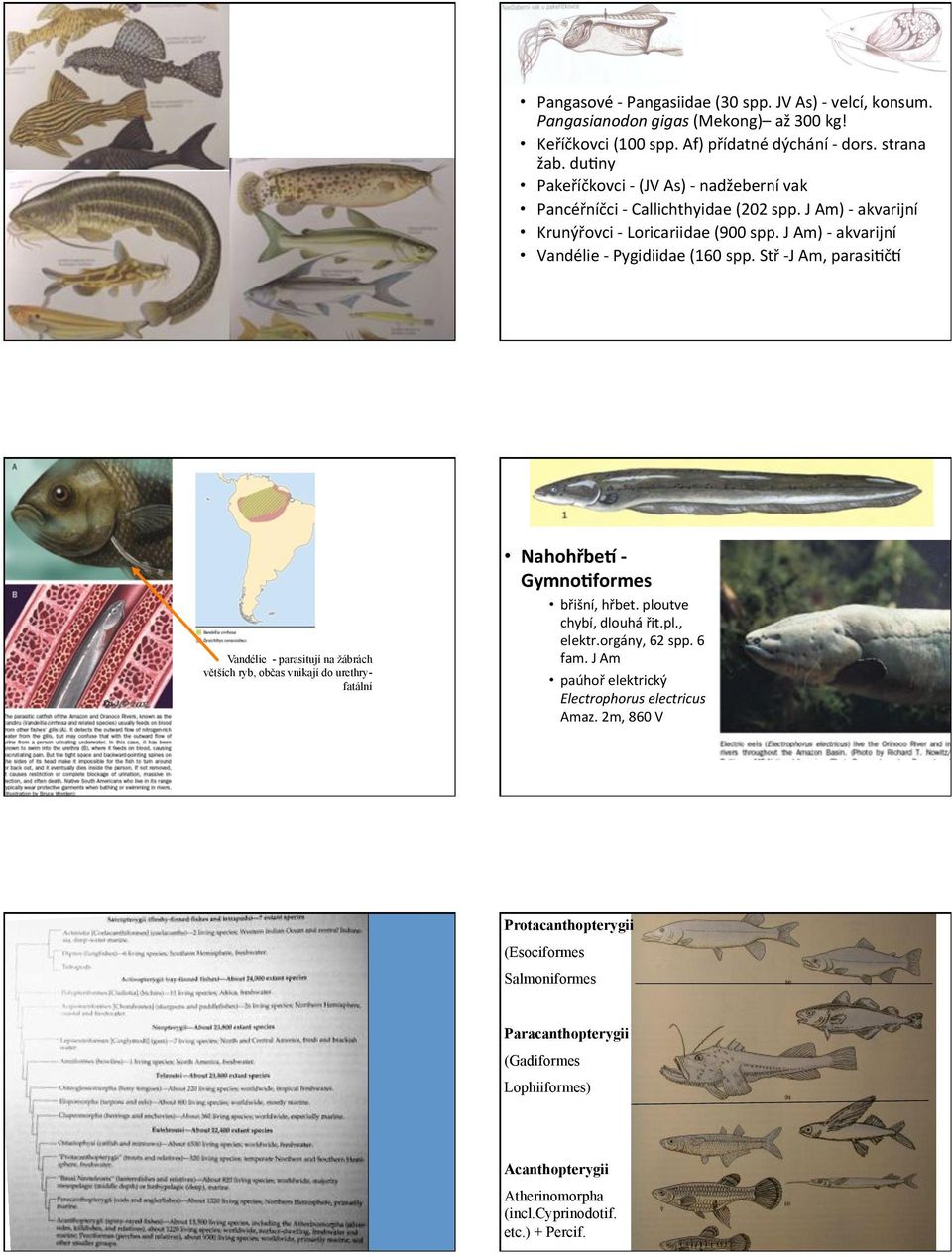 (Stř(iJ(Am,(parasiDčU(( Vandélie - parasitují na žábrách větších ryb, občas vnikají do urethryfatální Nahohřbe>+1+ Gymno@formes+ břišní,(hřbet.(ploutve( chybí,(dlouhá(řit.pl.,( elektr.