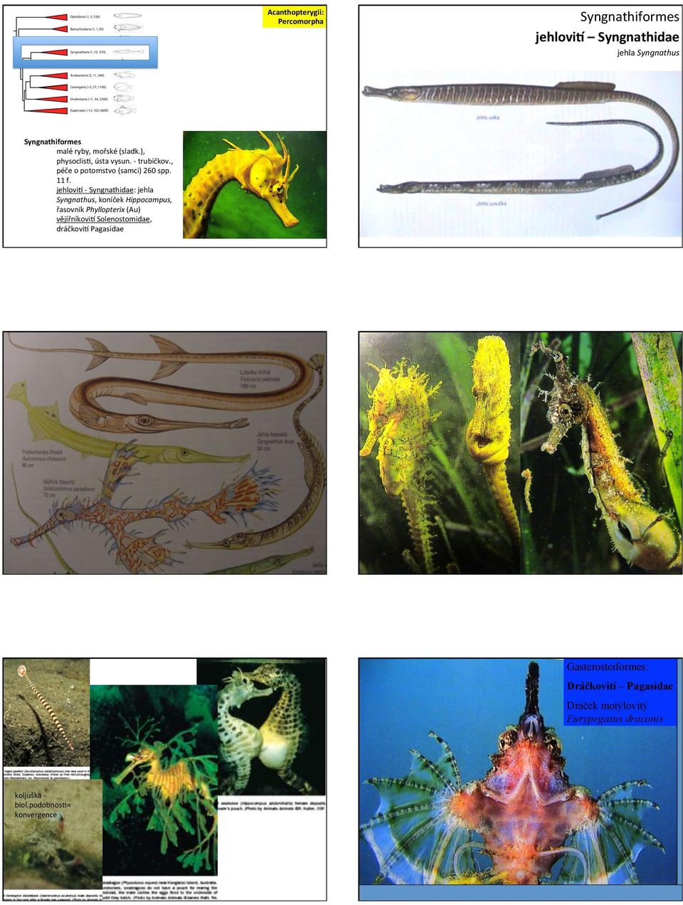 ( jehloviu(i(syngnathidae:(jehla( Syngnathus,(koníček(Hippocampus,) řasovník(phyllopterix)(au)(