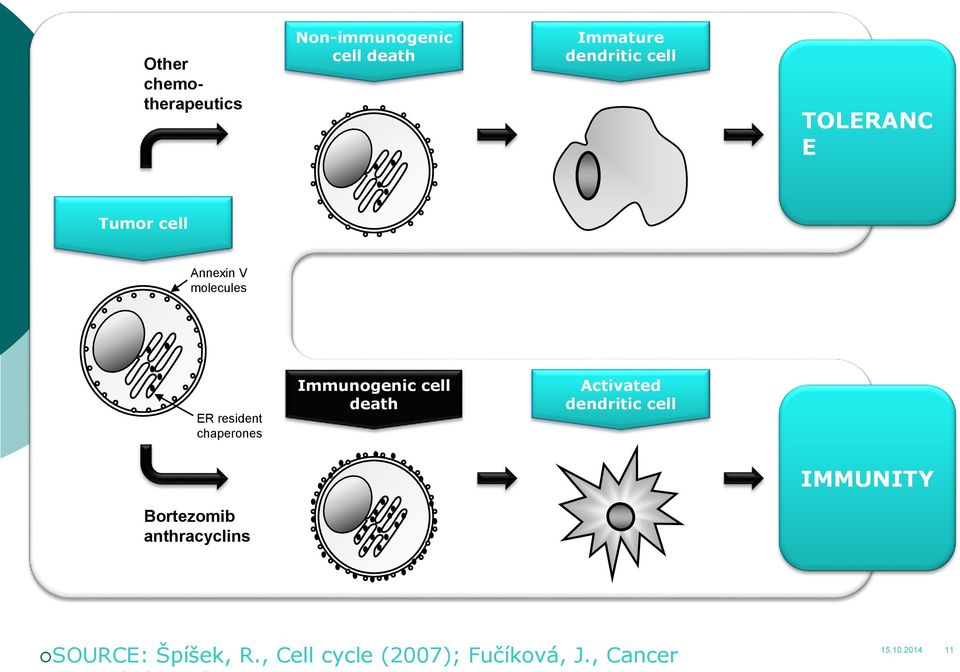 Immunogenic cell death Activated dendritic cell IMMUNITY Bortezomib