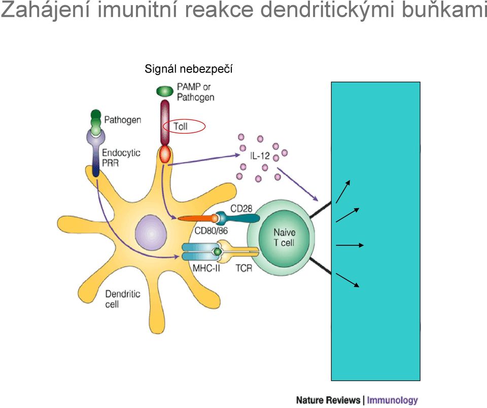 dendritickými